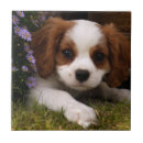Recherche de cavalier carreaux Chien