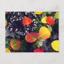 Search for lichen postcards America