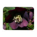 Search for easter rectangular magnets Purple