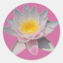 Search for waterlily stickers Pink