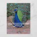 Search for peacock quote Nature