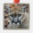 Search for mountain lion ornaments Zoo
