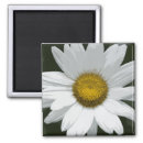 Search for daisies magnets pretty