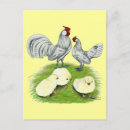 Recherche de poulailler cartes postales Coq