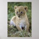 Recherche de panthera Chat