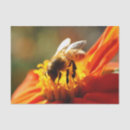 Search for native bees Garden