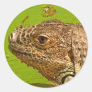 Recherche de iguana stickers Nature