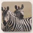 Search for reserve coasters Wildlife