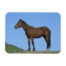 Search for mustangs magnets Wild