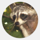 Recherche de bandit stickers Raton laveur