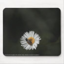 Search for asters electronics Garden
