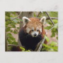 Recherche de panda rouge cartes postales Animaux