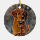 Search for golden retriever ornaments Winter