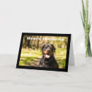 Search for you are special birthday cards Dog