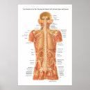 Search for internal organs posters Anatomy