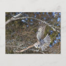 Search for bird flight postcards Jaynes gallery
