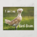 Search for brain horizontal postcards Humour