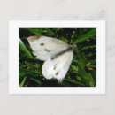 Recherche de papillons blancs cartes postales Animaux