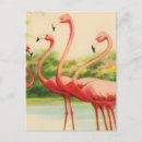 Search for vintage flamingo postcards Florida