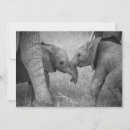 Search for elephant calf cards Kenya africa
