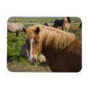 Recherche de islandais magnets Ferme