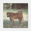Search for lifestyles magnets Africa