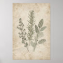 Recherche de de thym art Botanique vintage
