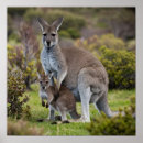Search for joey kangaroo posters Australian