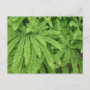 Recherche de fougères cartes postales Nature