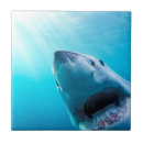 Search for shark tiles Great white shark