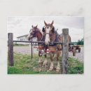 Search for hitched postcards Team