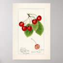 Recherche de cherry fruit posters Vintage