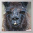 Search for black llama posters Animal