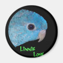 Search for lineolated Parakeet