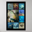 Search for aquatic posters Wildlife