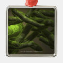 Search for bacteria ornaments Illustration