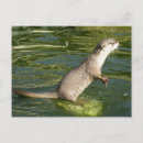 Recherche de griffes cartes postales Loutre