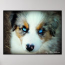 Search for aussie aussie aussie posters Puppy