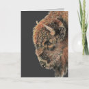 Search for buffalo birthday cards Nature