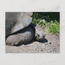 Search for tortoises postcards Animals