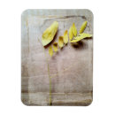 Recherche de collection magnets Photographie