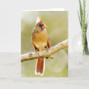 Search for cardinal vertical note cards Wildlife