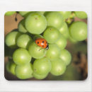 Search for red grape electronics Vineyard