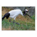 Search for grus Crane