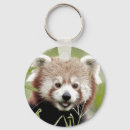 Recherche de pandas rouges porteclés Nature