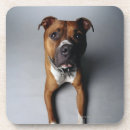 Search for pit bull coasters Animal