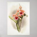 Search for orchids online art Fine