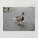 Search for quack postcards Animals