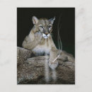 Search for funny cougar Humourous