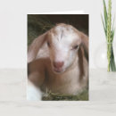 Search for goat cards Kid